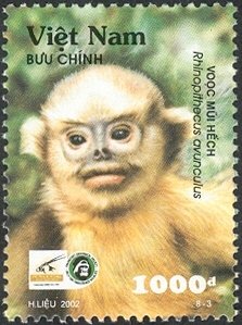 Colnect-1620-812-Tonkin-Snub-nosed-Monkey-Rhinopithecus-avunculus.jpg