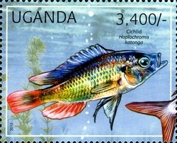 Colnect-1716-903-Cichlid-haplochromis-katonga.jpg