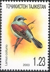 Colnect-1738-813-Red-backed-Shrike-Lanius-collurio.jpg
