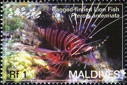 Colnect-2362-903-Ragged-finned-Firefish-Pterois-antennata.jpg