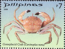 Colnect-2874-935-Goneplacid-Crab-Carcinoplax-nana-.jpg