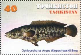 Colnect-1100-372-Northern-Snakehead-Channa-argus-warpachowskyi.jpg