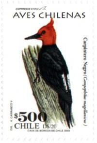 Colnect-578-451-Magellanic-Woodpecker-Campephilus-magellanicus.jpg