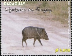 Colnect-2373-277-White-lipped-Peccary-Tayassu-pecari.jpg