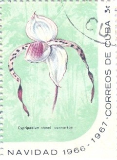 Colnect-2506-620-Cypripedium-stonei-cannartae.jpg