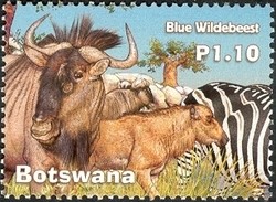Colnect-1424-477-Blue-Wildebeest-Connochaetes-taurinus.jpg