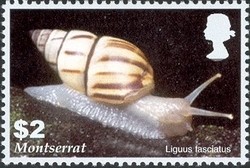 Colnect-1530-085-Florida-Tree-Snail-Liguus-fasciatus.jpg