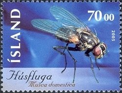 Colnect-1473-388-Housefly-Musca-domestica.jpg