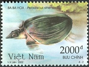 Colnect-1620-846-Chinese-Softshell-Turtle-Pelodiscus-sinensis.jpg