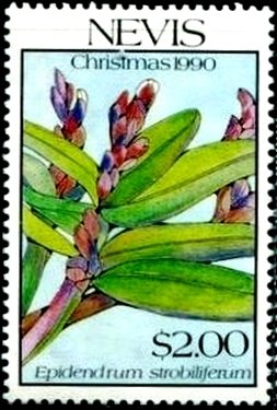 Colnect-3537-817-Epidendrum-strobiliferum.jpg