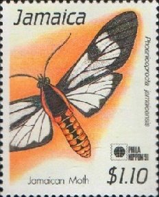 Colnect-3686-854-Moth-Phoenicoprocta-jamaicensis.jpg