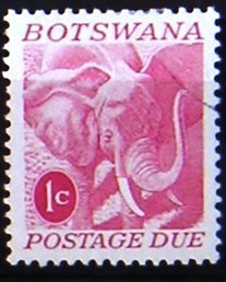 Colnect-555-202-African-Elephant-Loxodonta-africana.jpg