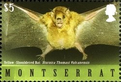 Colnect-1524-062-Thmas-s-Yellow-shouldered-Bat-Sturnira-thomasi-ssp-vulcane.jpg