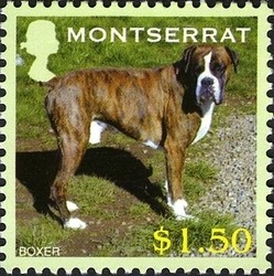 Colnect-1529-977-German-Boxer-Canis-lupus-familiaris.jpg