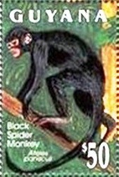 Colnect-2151-123-Black-Spider-Monkey-Ateles-paniscus.jpg