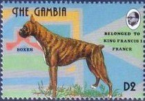 Colnect-2339-152-German-Boxer-Canis-lupus-familiaris.jpg