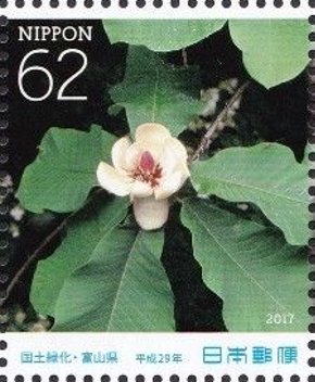 Colnect-4118-964-Japanese-bigleaf-magnolia.jpg
