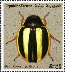 Colnect-960-969-Ladybird-Beetle-Brumoides-nigrifrons.jpg