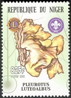 Colnect-1618-085-Pleurotus-Luteoalbus.jpg