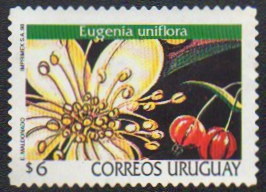 Colnect-1718-964-Eugenia-uniflora.jpg