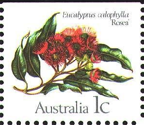 Colnect-468-585-Marri-Eucalyptus-calophylla.jpg