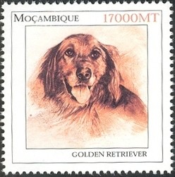 Colnect-1486-331-Golden-Retriever-Canis-lupus-familiaris.jpg