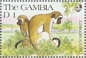 Colnect-2325-267-Green-Monkey-Cercopithecus-aethiops.jpg