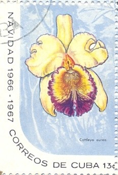 Colnect-2506-624-Cattleya-dowiana-var-Aurea.jpg