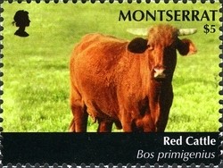 Colnect-1524-130-Red-Cattle--Bos-primigenius-taurus.jpg