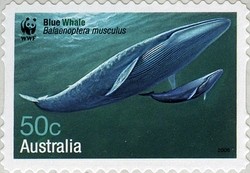 Colnect-420-436-Blue-Whale-Balaenoptera-musculus.jpg
