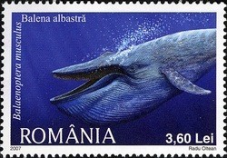 Colnect-761-972-Blue-Whale-Balaenoptera-musculus.jpg