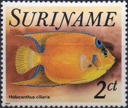 Colnect-2637-382-Queen-Angelfish-Holacanthus-ciliaris-.jpg