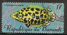 Colnect-980-994-Leopard-Bushfish-Ctenopoma-acutirostra.jpg