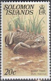 Cane-Toad-Bufo-marinus.jpg