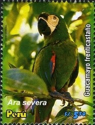 Colnect-1584-585-Chestnut-fronted-Macaw-Ara-severa.jpg
