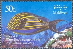 Colnect-961-968-Blue-lined-Surgeonfish-Acanthurus-lineatus.jpg