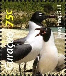 Colnect-1628-959-Laughing-Gull-Larus-atricilla.jpg