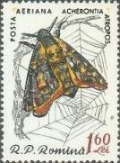 Colnect-448-658-Death--s-head-Hawk-Moth-Acherontia-atropos.jpg