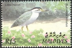 Colnect-961-818-Striated-Heron-Butorides-striatus.jpg
