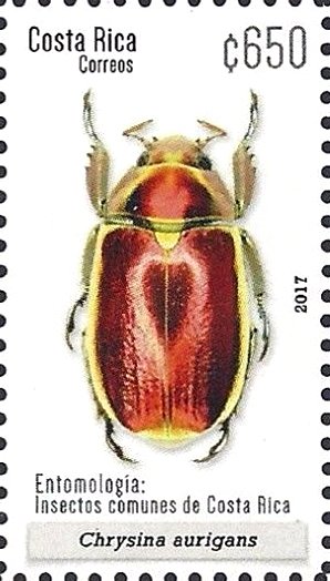 Colnect-4309-348-Chrysina-aurigans.jpg