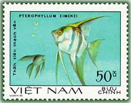 Colnect-480-325-Freshwater-Angelfish-Pterophyllum-eimekei-syn-scalare.jpg