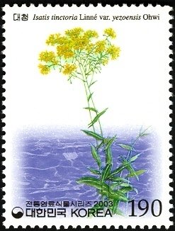 Colnect-1606-143-Isatis-tinctoria-Linn%C3%A9-var%C2%A0yezoensis-Ohwi.jpg