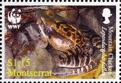 Colnect-1529-983-Mountain-Chicken-Leptodactylus-fallax.jpg