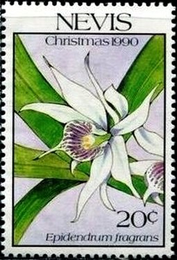 Colnect-3537-813-Epidendrum-fragrans.jpg