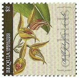 Colnect-1822-940-Bulbophyllum-uniflorum-synBulbophyllum-sociale.jpg