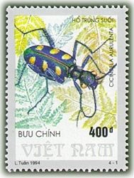 Colnect-1656-541-Golden-spotted-Tiger-Beetle-Cicindela-aurulenta.jpg