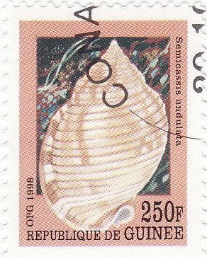 Colnect-1553-061-Sea-Snail-Semicassis-undulata.jpg