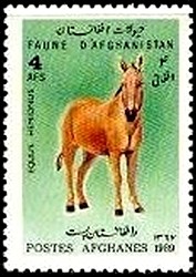 Colnect-2106-342-Asian-Wild-Ass-Equus-hemionus.jpg