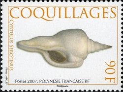 Colnect-596-318-Sea-Snail-Cyrtulus-serotinus.jpg
