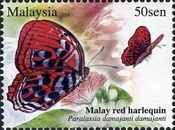 Colnect-1437-430-Malay-Red-Harlequin-Paralaxita-damajanti-damajanti.jpg